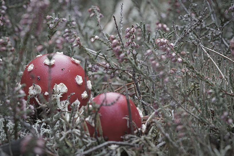 Vliegenzwam tussen heide van Martin Köbsch