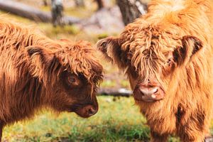 Schottisches Hochlandrinderkalb im Naturschutzgebiet Veluwe