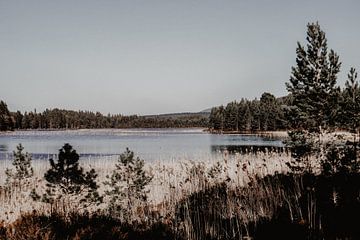 Uitzicht over Loch an Eilein in Schotland van Lidushka