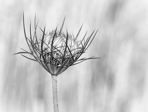 Wild Carrot