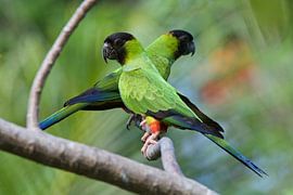 Perruches à capuchon noir sur une branche sur Dirk-Jan Steehouwer