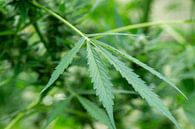 Cannabis leaf with plant in background by Animaflora PicsStock thumbnail