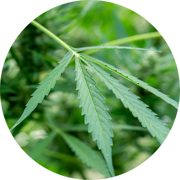 Cannabisblad met plant op de achtergrond van Animaflora PicsStock