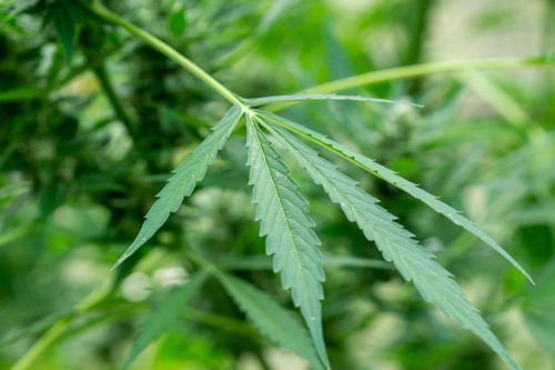 Cannabisblad met plant op de achtergrond