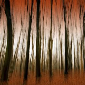 ÎLE DE RÜGEN ICM - forêt rouge sur Bernd Hoyen