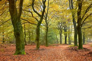 Waldweg in Hoog Buurlo im Herbst