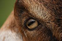 oog van nubische geit