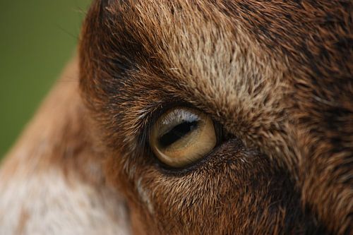 oog van nubische geit