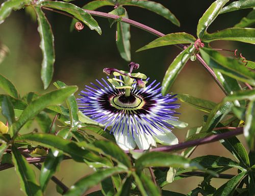 Blue passionflower
