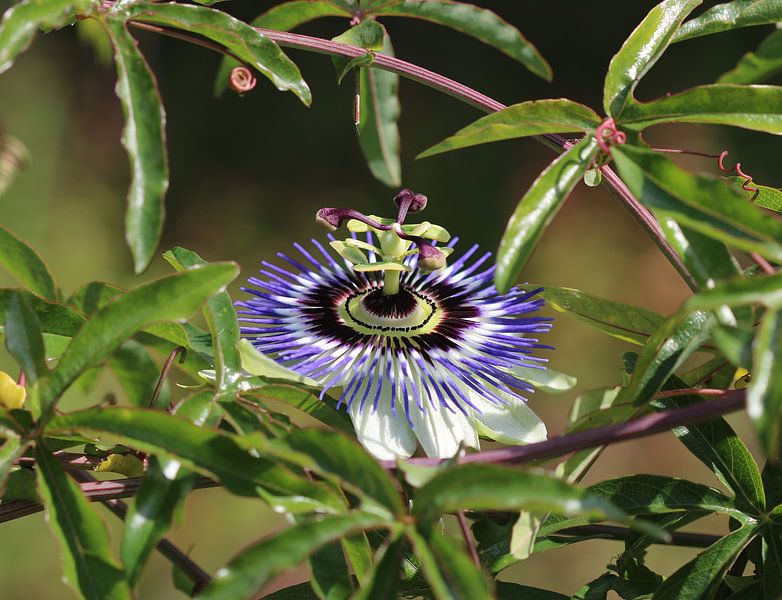 Blue passionflower von Matthias Brix