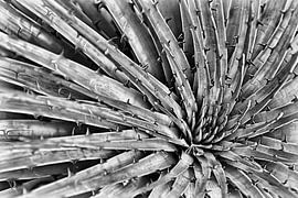 Ecuadoraanse bromelia, zwart-wit van Karsten van Dam