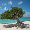Divi divi boom op Eagle Beach, Aruba van Ellis Peeters