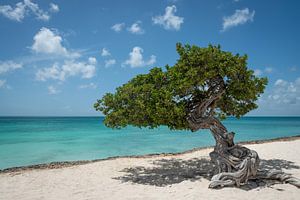 Divi divi Baum am Eagle Beach, Aruba