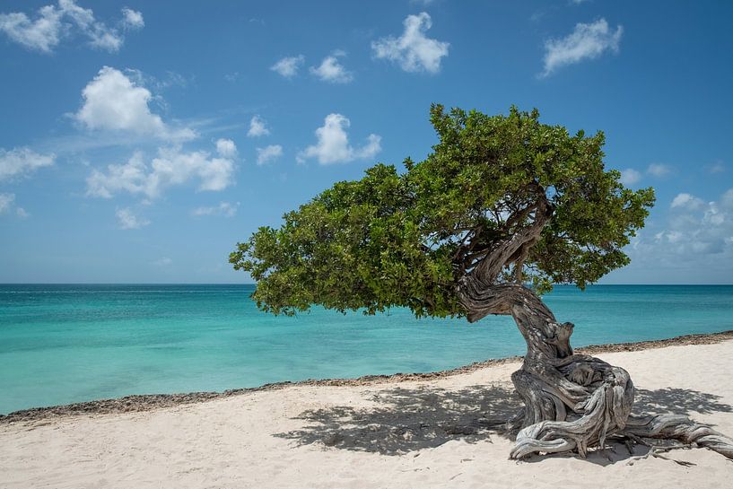 Divi divi boom op Eagle Beach, Aruba van Ellis Peeters