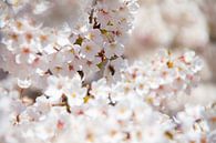 Witte bloemen in een boom van Marco Leeggangers thumbnail