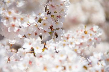 Witte bloemen in een boom van Marco Leeggangers