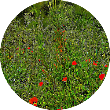 Impressies van wilde bloemen met olijfbomen van Dorothy Berry-Lound