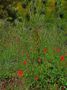 Impressions de fleurs sauvages avec des oliviers sur Dorothy Berry-Lound
