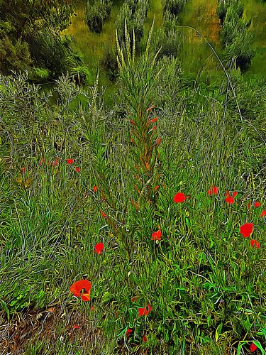 Impressies van wilde bloemen met olijfbomen