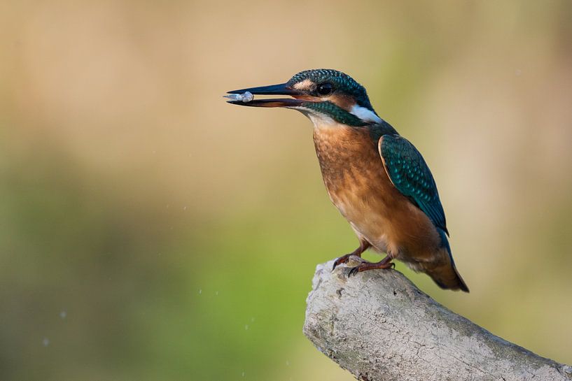Eisvogel mit Beutefisch im Schnabel von Robert Ruidl