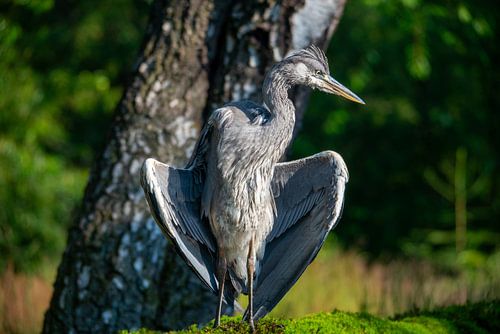 Blue heron with its wings spread