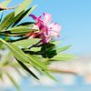 Oleander van Laura de Roeck