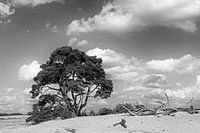 Scots pine on the Hoge Veluwe