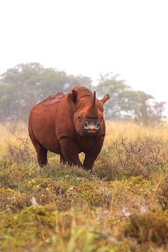 Black rhino from the front by Bobsphotography
