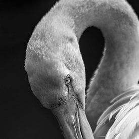 Flamingo von Renate Peppenster