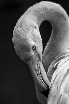 Flamingo van Renate Peppenster