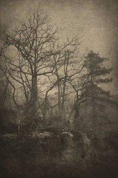 Bomen en wortels van Dan Courtice
