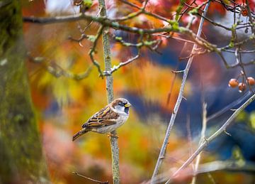 House sparrow on a tree by ManfredFotos