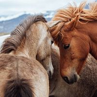 Pferde: Bilder und Poster