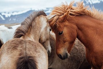 IJslandse paarden van Suzanne Spijkers