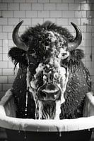 Bison in bathtub - A funny bathroom picture for your toilet