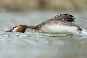 Haubentaucher ( Podiceps cristatus ) gibt Vollgas, läuft wie ein Pfeil über's Wasser, vertreibt Konk von wunderbare Erde