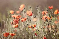 poppies in morninglight by Els Fonteine thumbnail