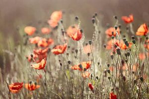 poppies in morninglight van Els Fonteine