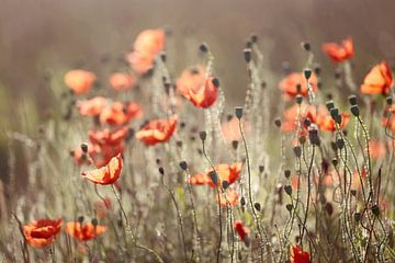 poppies in morninglight by Els Fonteine