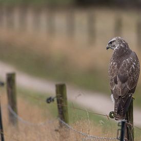Buizerd van Gert Beltman