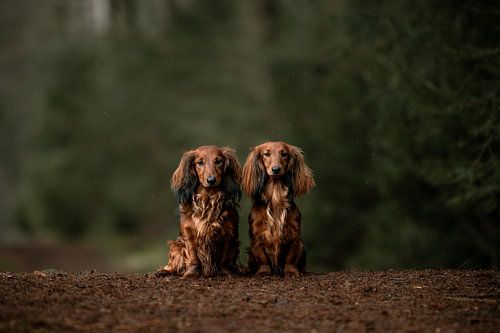 Dachshunds