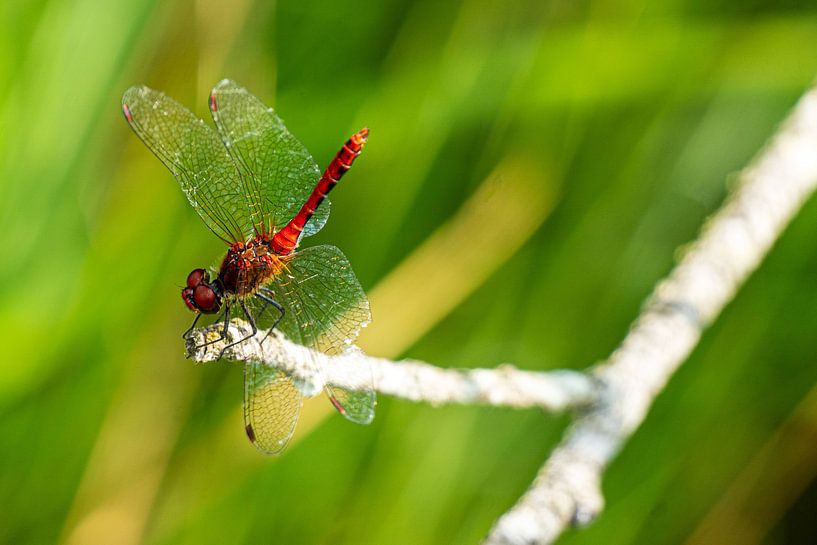 Red dragonfly on a branch in the moor by Flatfield