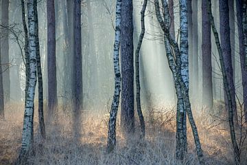 Dansende bomen van Ron Hermans