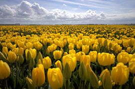 Tulip field in The Netherlands by Frouwkje Fotografie