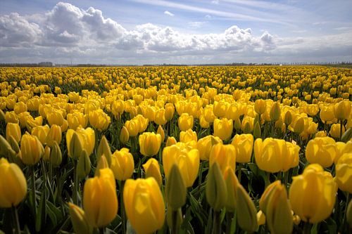 Tulpen veld in de Noordoost Polder