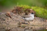Fauvette à tête noire, Bird, Blackcap
