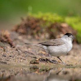Mönchgrasmücke, Vogel, Bird, Blackcap von Marjolein van der Mey
