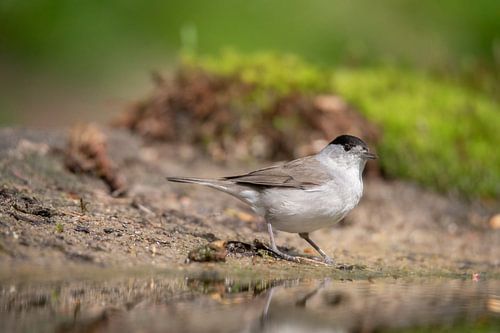 Zwartkop, Zwartkop, Vogel, Zwartkop