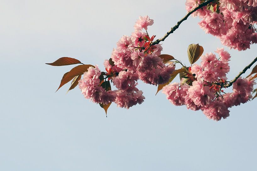 Soft Pink Blossom by Wijnand Kroes