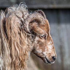 Portret van een Drent heideschaap met horens by Harrie Muis